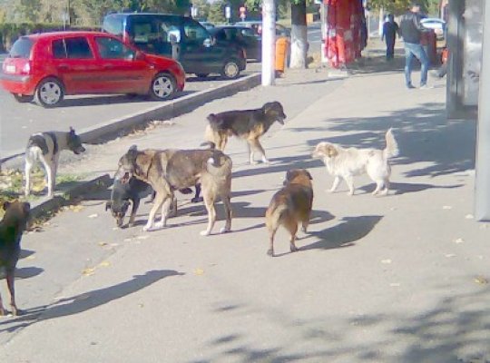 Primăriţa din Cumpăna, nemulţumită că locuitorii îşi ţin câinii la poartă